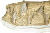 Fossil Primitive Whale (Pappocetus) Front Jaws #234637-4